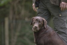 Hundepräsentation 2019